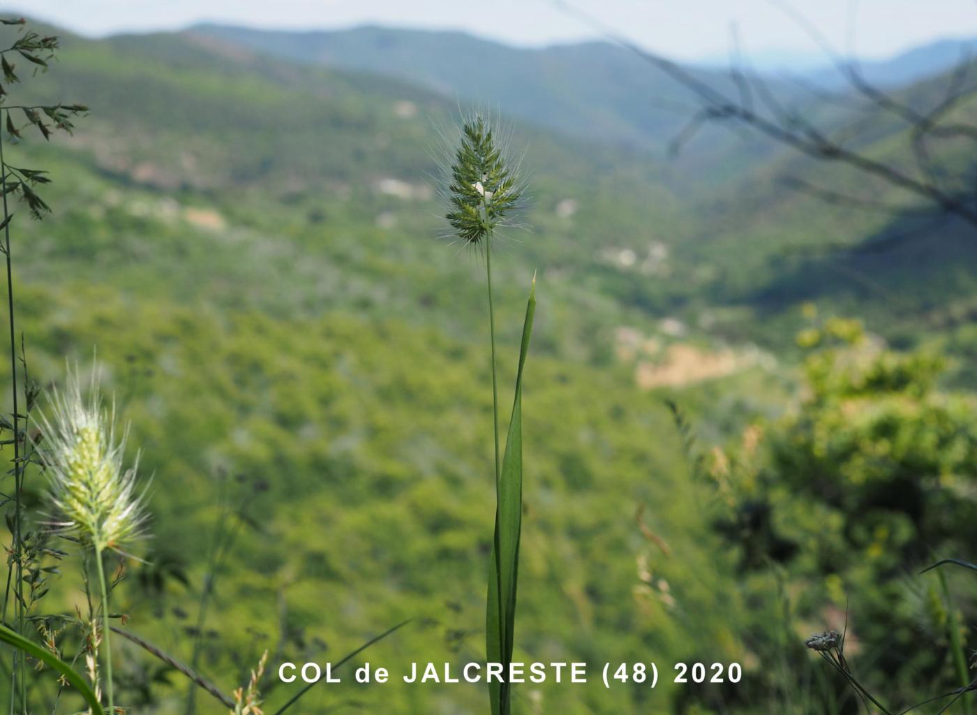 Dog's-Tail, Rough plant